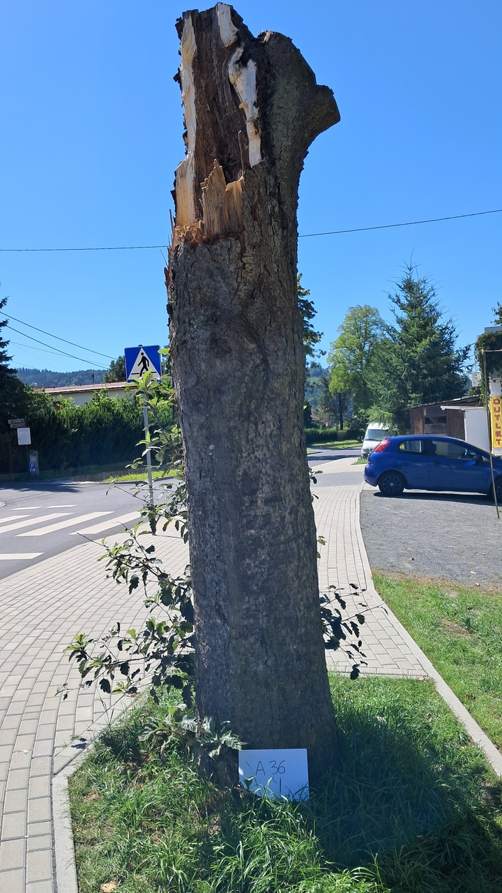 Jarząb_A_36_do_zdjęcia_ochrony_prawnej_małe.jpg